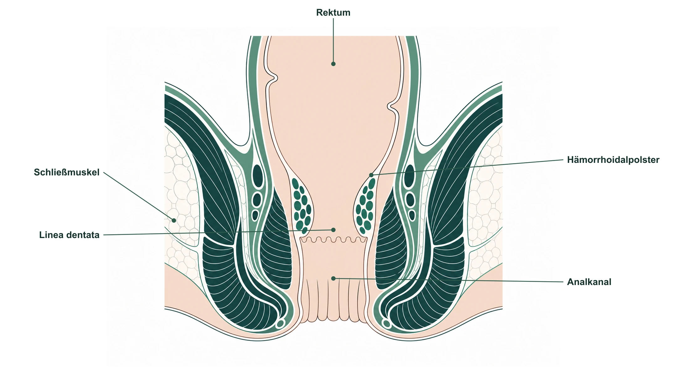 Anatomie des Verdauungstrakts – Dickdarm, Enddarm und Analregion