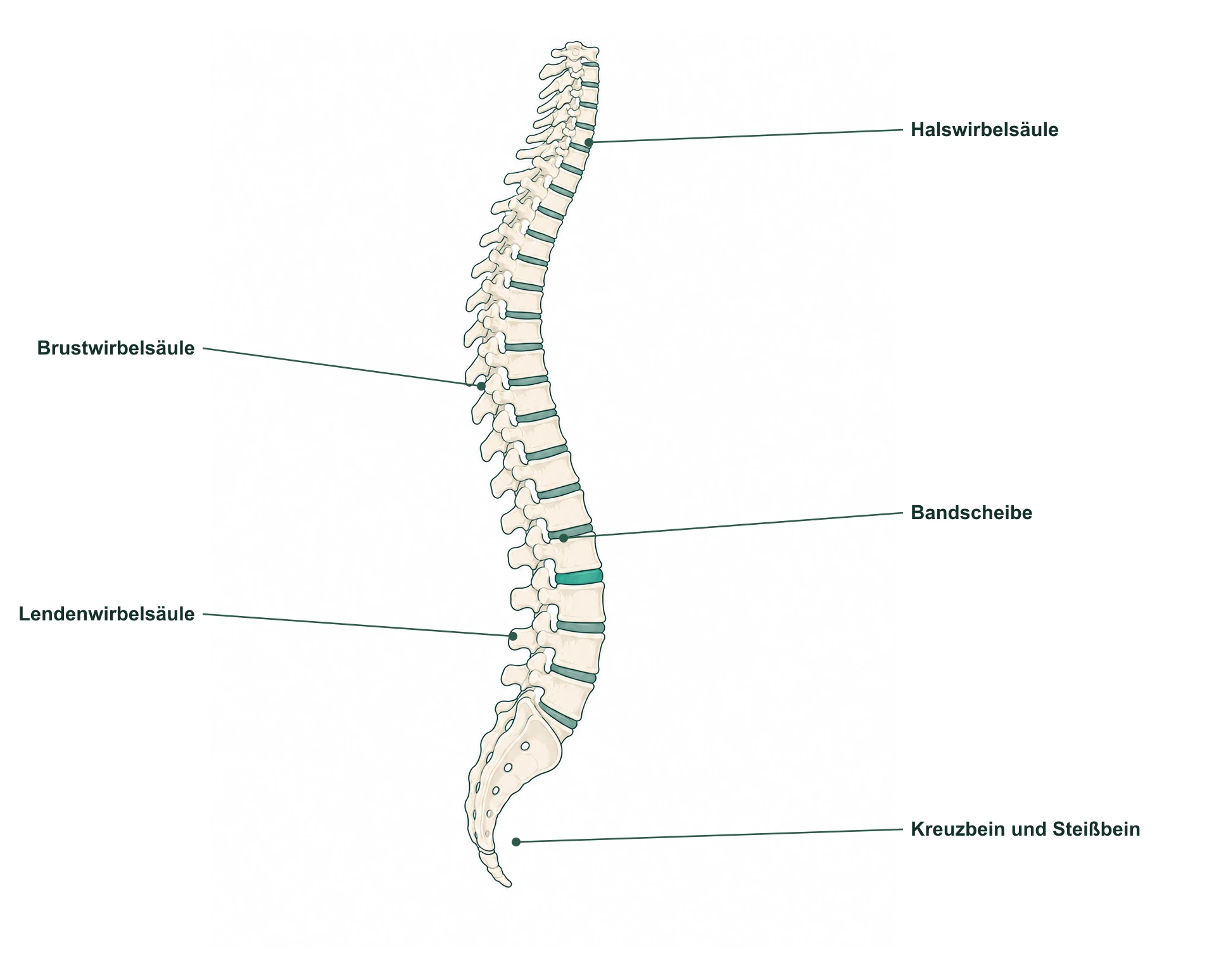Anatomie der Wirbelsäule – Wirbelkörper, Bandscheibe, Spinalkanal mit Rückenmark, Nervenwurzel, kleine Wirbelgelenke und Wirbelsäulenbänder